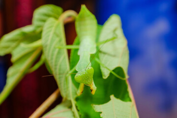 mantis is waiting for prey,known for its aggressive nature