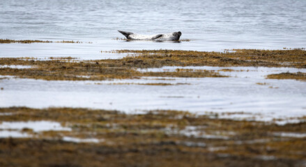 Adult seal in Iceland, relaxing on a rock