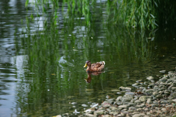 wild ducks in the park on the surface of the water and on the lawn