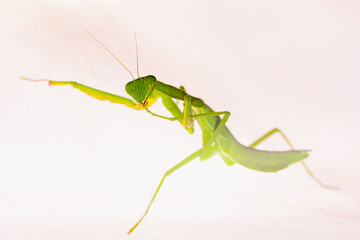 mantis is waiting for prey,known for its aggressive nature