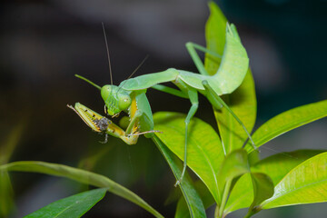 mantis is waiting for prey,known for its aggressive nature