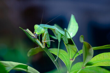 mantis is waiting for prey,known for its aggressive nature