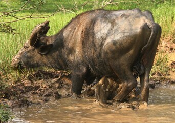 Before Lying on The Mud Water with The Buffalo