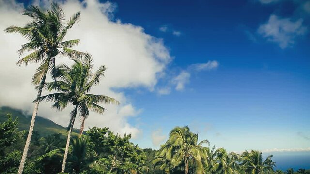 Palmtrees With Sea View, Camiguin Island, Philippines