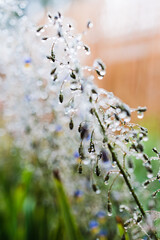 native Australian dianella grass with flowers and droplets of water on it shot outdoor