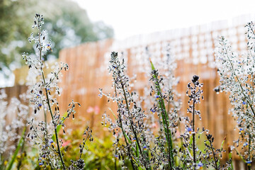 native Australian dianella grass with flowers and droplets of water on it shot outdoor