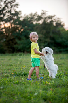Cute preschool child, blond boy with pink stripes in his hair, taking pictures with his cute maltese dog in the park