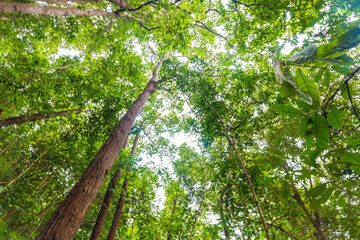 Scenery of green tree tropical rain forest in southern of Thailand