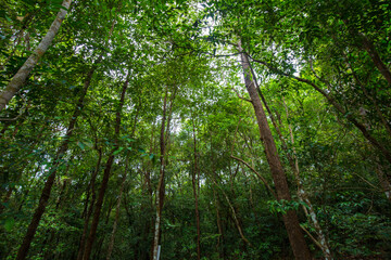 Plakat Scenery of green tree tropical rain forest in southern of Thailand