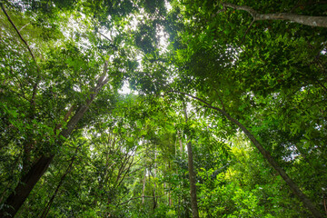 Obraz premium Scenery of green tree tropical rain forest in southern of Thailand