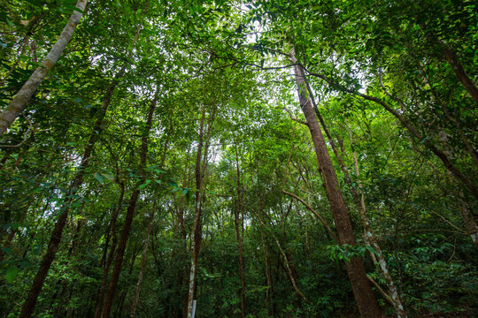 Scenery of green tree tropical rain forest in southern of Thailand