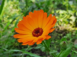 orange flower in the garden