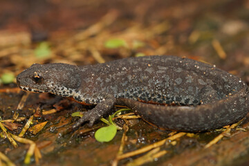Closeup on a terrrestrial female Alpine newt, Ichthyosaura alpestri