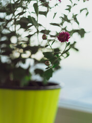 Beautiful pink autumn flowers Chrysanthemums pot window selective focus poster. Urban spaces home plants gardening apartment interior decoration minimalist style. Blooming botanical living room design
