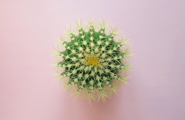Top view of a green cactus with large sharp spines on a colored pastel background. Houseplant Golden Barrel Cactus, Echinocactus Grusonii Plant. Close-up, copy space.