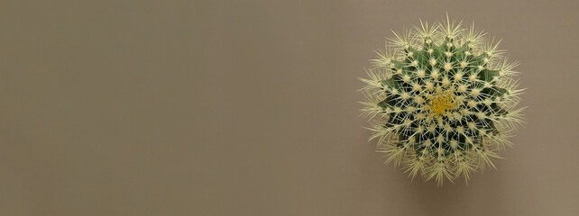 Banner with Top view of a green cactus with large sharp spines on a colored pastel background. Houseplant Golden Barrel Cactus, Echinocactus Grusonii Plant. Close-up, copy space.