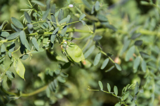 lentil plant with immature fruits in the organic garden