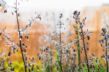 native Australian dianella grass with flowers and droplets of water on it shot outdoor