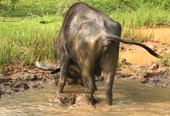 Bathing in The Mud with The Buffalo