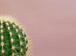 Close-up of a green cactus with large sharp spines on a colored pastel background. Houseplant Golden Barrel Cactus, Echinocactus Grusonii Plant. Copy space.