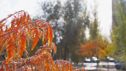 Colored leaves on tree branch. Autumn time concept.
