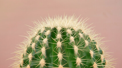 Top view of a green cactus with large sharp spines on a colored pastel background. Houseplant Golden Barrel Cactus, Echinocactus Grusonii Plant. Close-up, copy space.