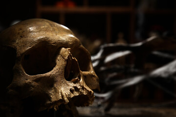 Human skull on table, closeup