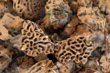 Termite nest and mound closeup. Fungus comb nursery galleries parts covered with green muscadine (Mycorrhiza fungi).