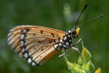 Beautiful little butterfly sitting on a branch of heather In the morning dew. Beautiful butterfly and a drop of dew