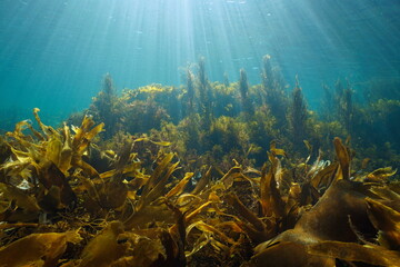 Algae on the ocean floor and natural sunlight underwater seascape in the ocean, Eastern Atlantic, Spain, Galicia - obrazy, fototapety, plakaty