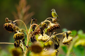 A Greenfinch at a sunflower 