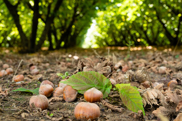 Hazelnut tree cultivation and harvesting, Croatia