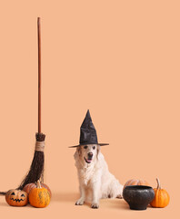Cute labrador dog with Halloween decor and pumpkins on color background