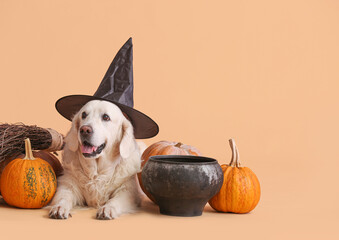 Cute labrador dog with Halloween decor and pumpkins on color background