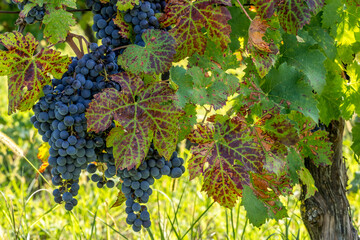 Bunch of grapes on the vine before the harvest, Baranja, Croatia