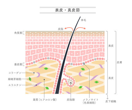 表皮・真皮構造を示すイラスト。日本語表記。