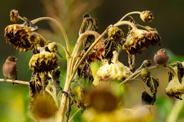 A Chaffinch on a Sunflower