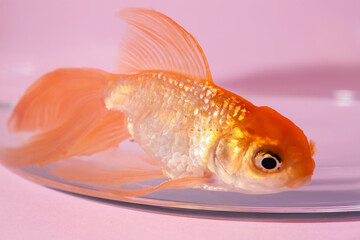 Beautiful gold fish in bowl on color background, closeup