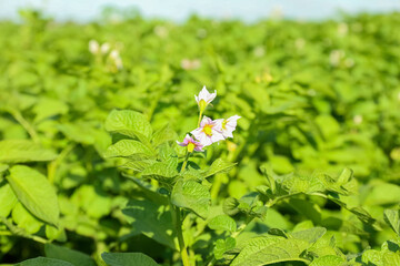 Blooming potato bushes in field, closeup