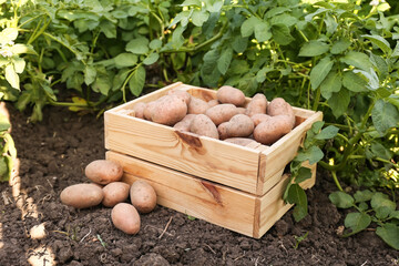Wooden box with raw gathered potatoes in field