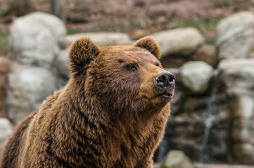 Close-up portrait of Kamchatka brown bear