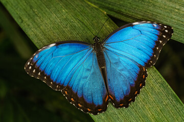 Fototapeta na wymiar Tropical butterfly - blue morpho - on the green leaf