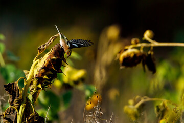 A Chaffinch on a Sunflower
