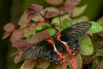 Tropical butterfly sitting on the shrub with red and green leaves. Scarlet Mormon or Red Mormon, Papilio rumanzovia