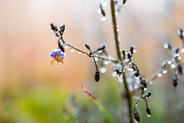 native Australian dianella grass with flowers and droplets of water on it shot outdoor