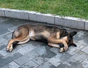 homeless dog sleeping on the street after the rain