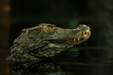 Cuvier's dwarf caiman closeup portrait