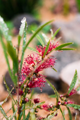 native Australian red bottlebrush callistemon plant with flowers outdoor in beautiful tropical backyard