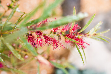 native Australian red bottlebrush callistemon plant with flowers outdoor in beautiful tropical backyard