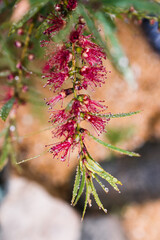 native Australian red bottlebrush callistemon plant with flowers outdoor in beautiful tropical backyard